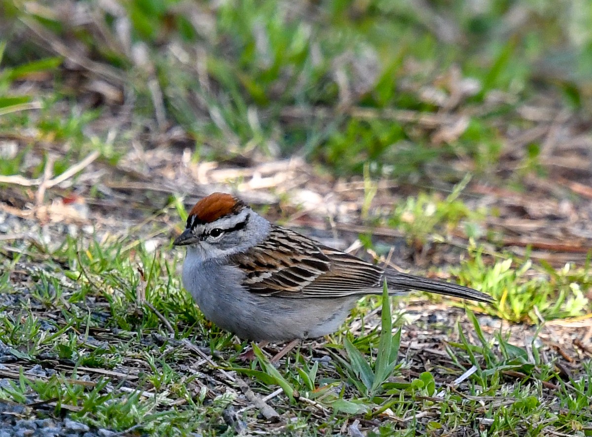 Chipping Sparrow - Susan Mac