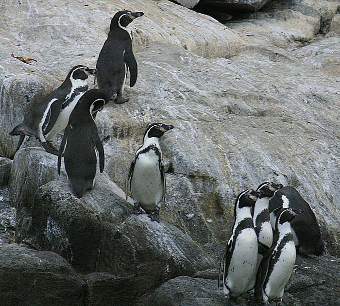 Humboldt Penguin - Martin Reid