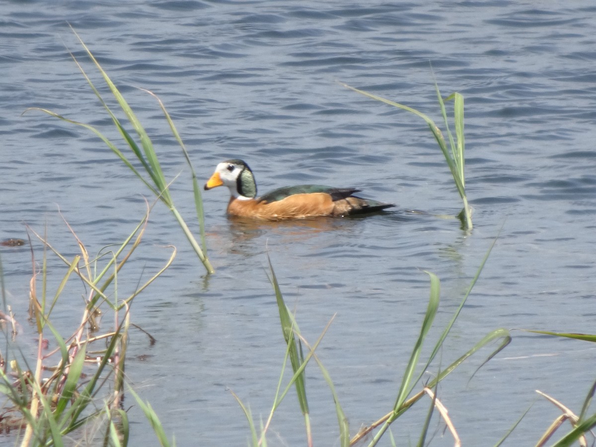 African Pygmy-Goose - Claire Bélanger