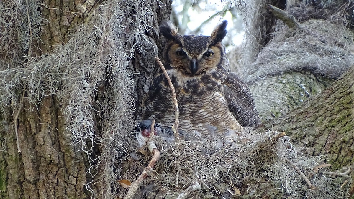 Great Horned Owl - ML136801251