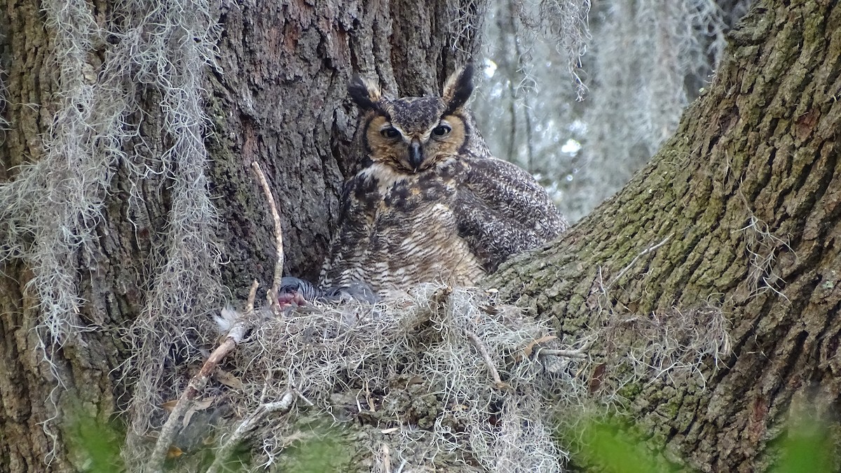 Great Horned Owl - ML136801271