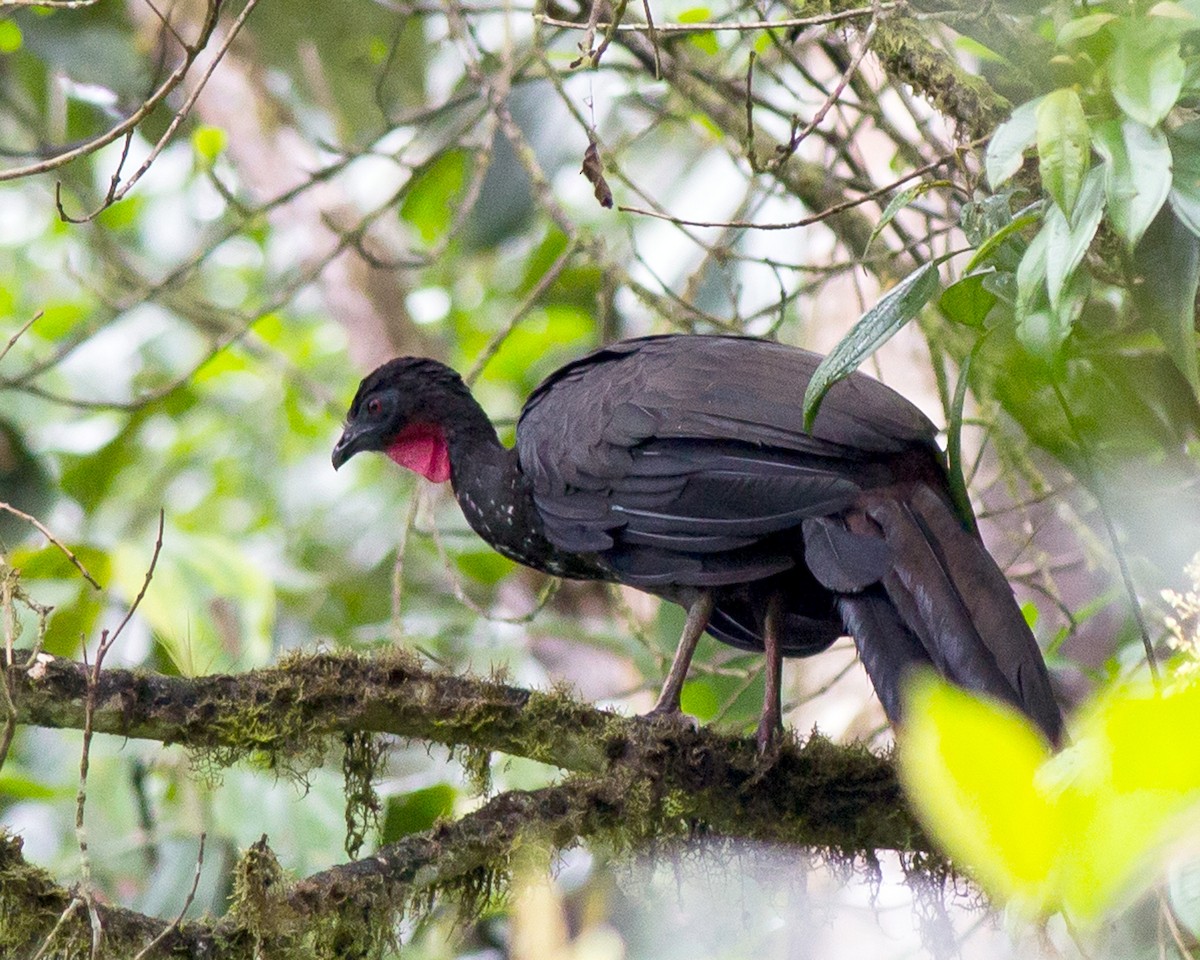 Crested Guan - ML136801441