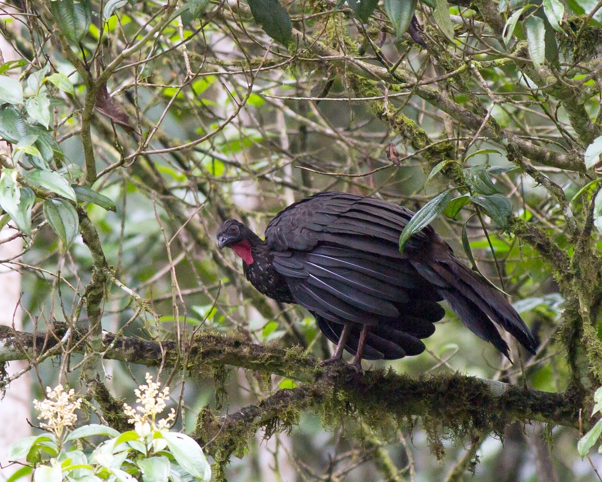 Crested Guan - ML136801451