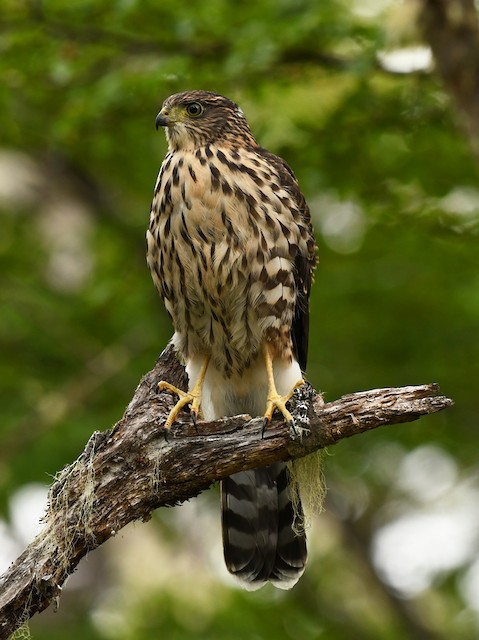 Identification - Chilean Hawk - Accipiter chilensis - Birds of the World