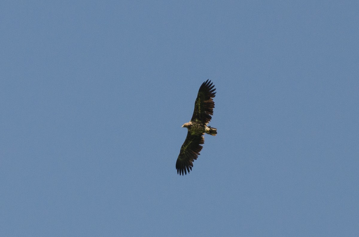 White-tailed Eagle - Anonymous