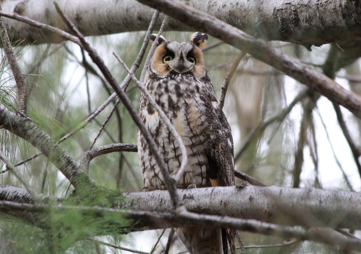 Long-eared Owl - Lucas Corneliussen