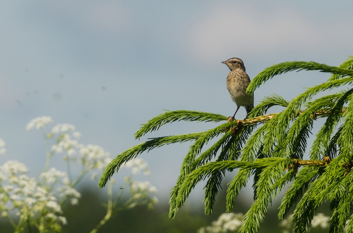 Whinchat - ML136805651