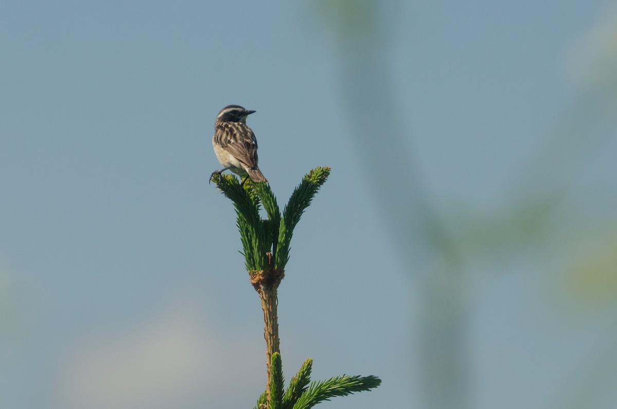 Whinchat - ML136805661