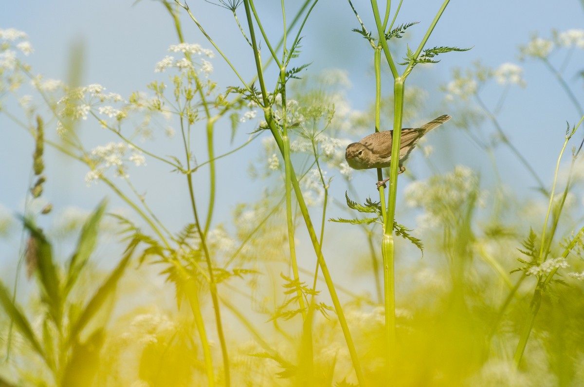 Booted Warbler - Anonymous