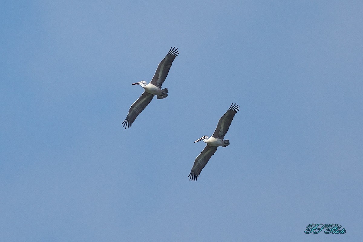 Spot-billed Pelican - Pary  Sivaraman