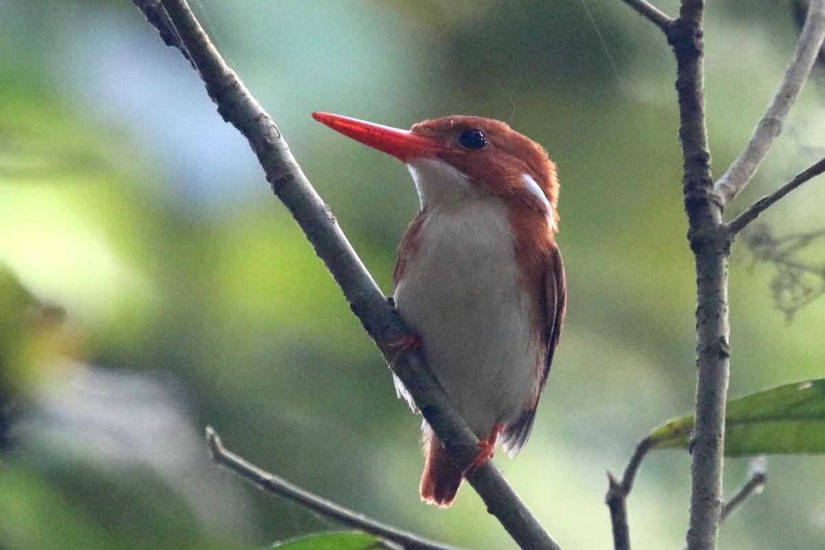 Madagascar Pygmy Kingfisher - Stephen Gast