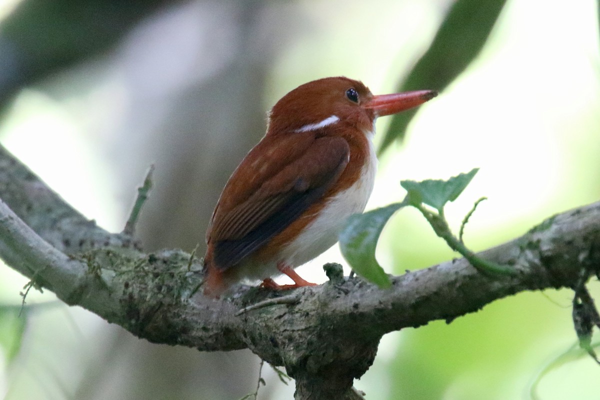 Madagascar Pygmy Kingfisher - ML136810911