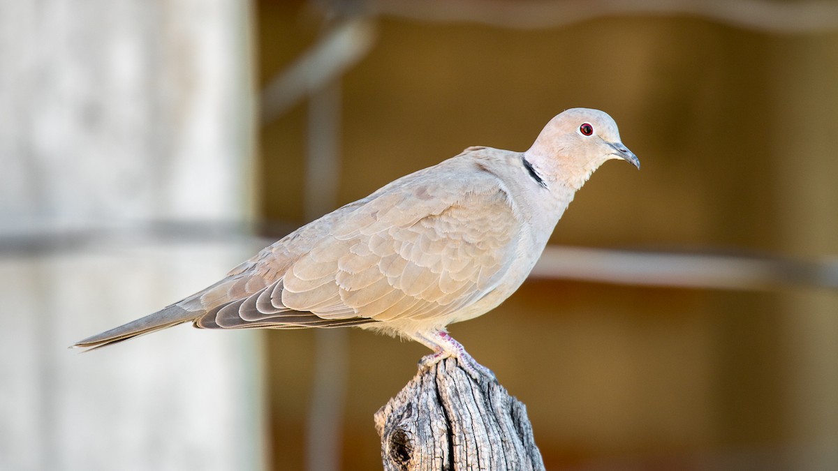 Eurasian Collared-Dove - Aquiles Brinco