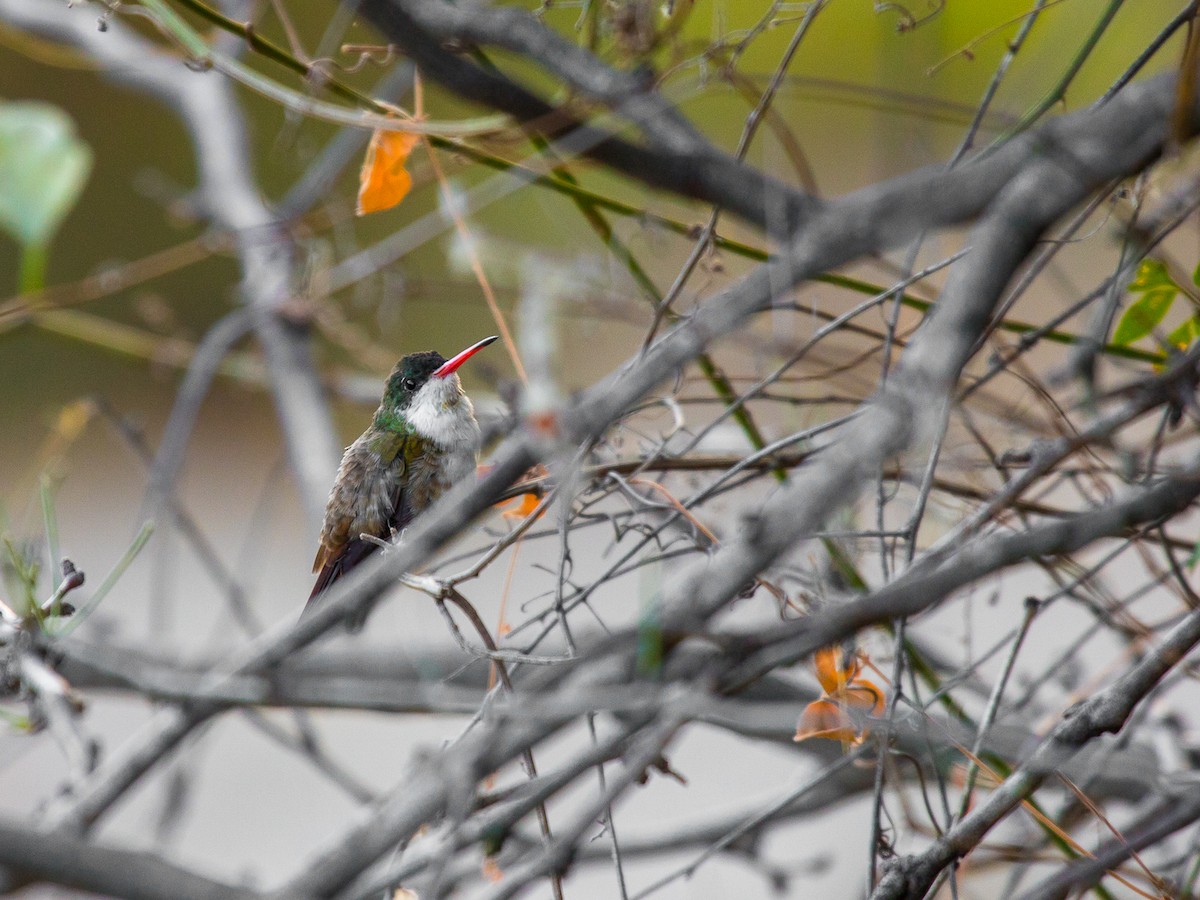 Green-fronted Hummingbird - ML136812211