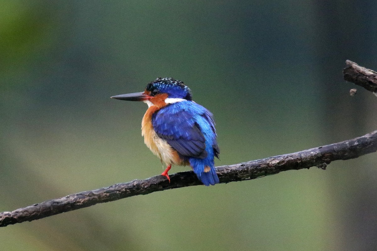 Malagasy Kingfisher - Stephen Gast