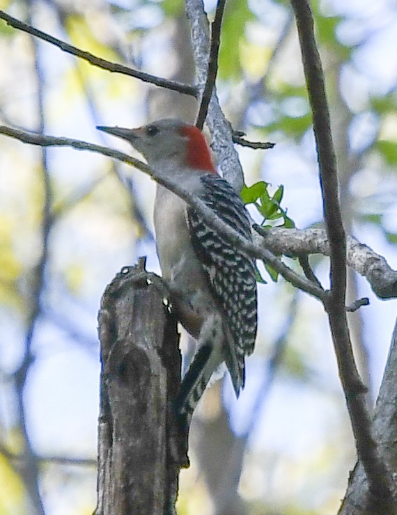 Red-bellied Woodpecker - Susan Mac