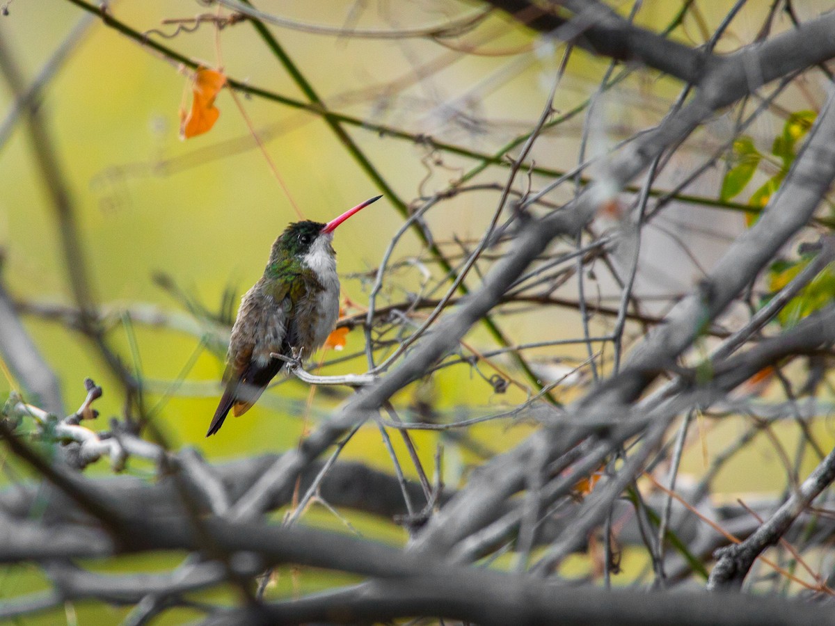 Green-fronted Hummingbird - Aquiles Brinco