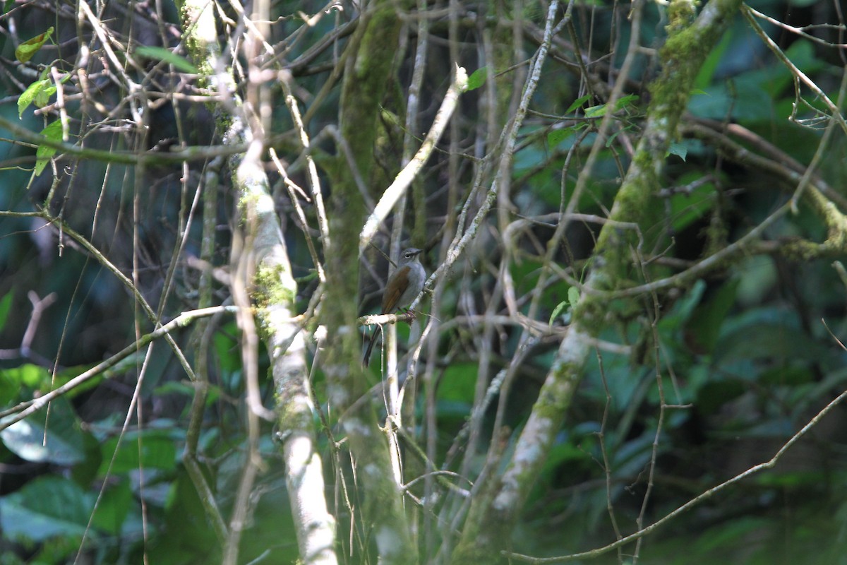 Brown-backed Solitaire - ML136813261