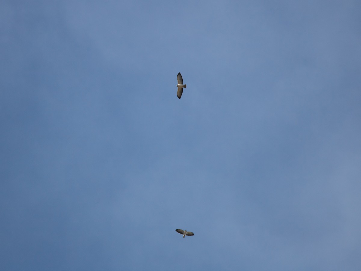 Short-tailed Hawk - Aquiles Brinco