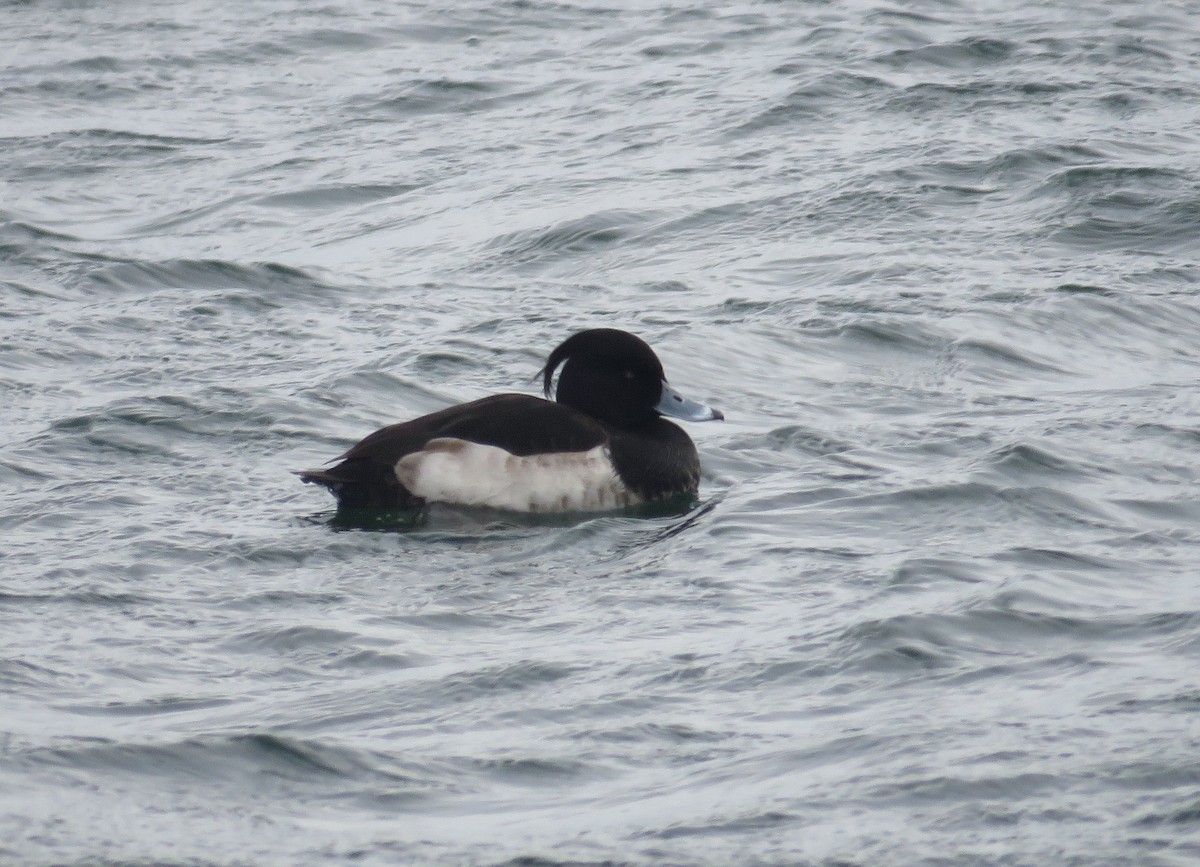 Tufted Duck - ML136816241