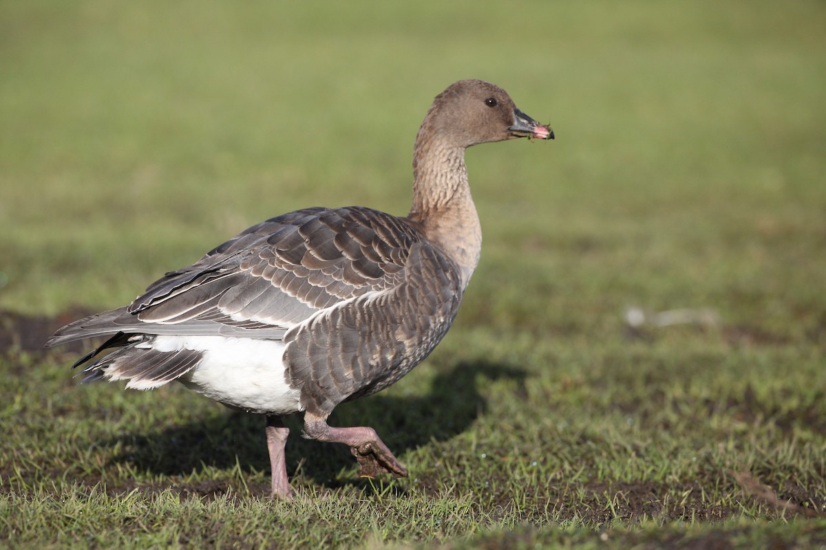 Pink-footed Goose - Eric Barnes