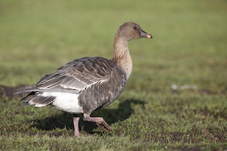 Pink-footed Goose, ML136819531