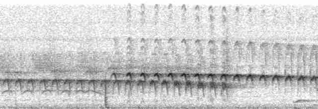 Weißstirn-Ameisenschnäpper - ML13682