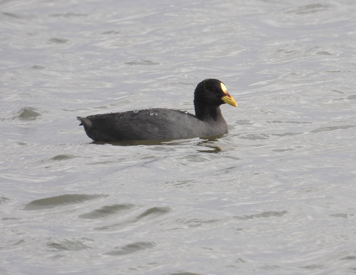 Red-gartered Coot - Chris Burwell
