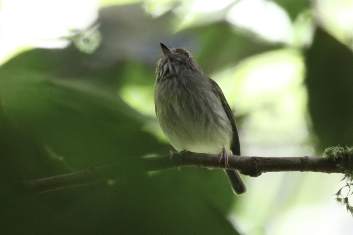 Scale-crested Pygmy-Tyrant - ML136829071
