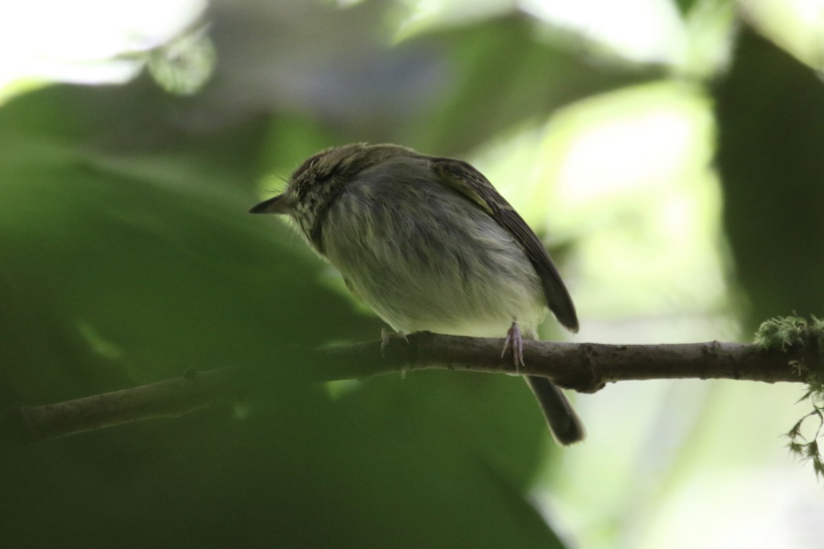 Scale-crested Pygmy-Tyrant - ML136829081