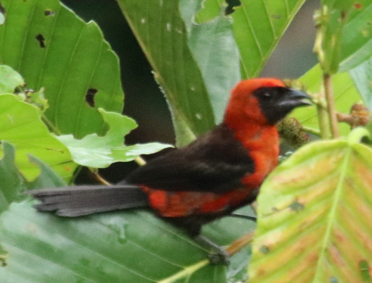 Masked Crimson Tanager - Tracy McLellan