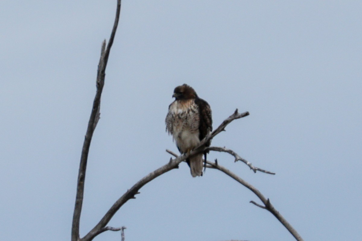 Red-tailed Hawk - ML136829551