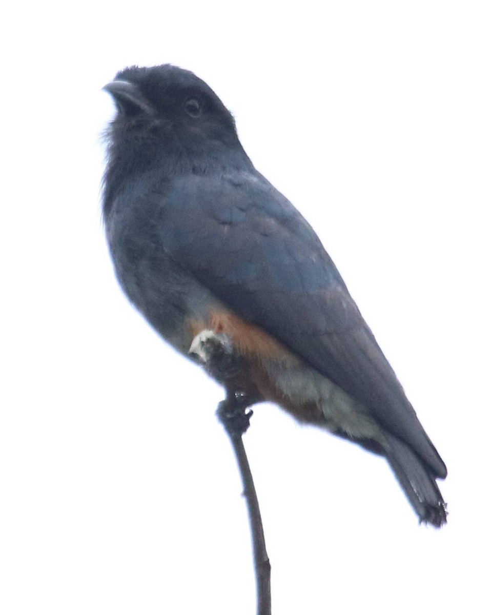 Swallow-winged Puffbird - ML136829841