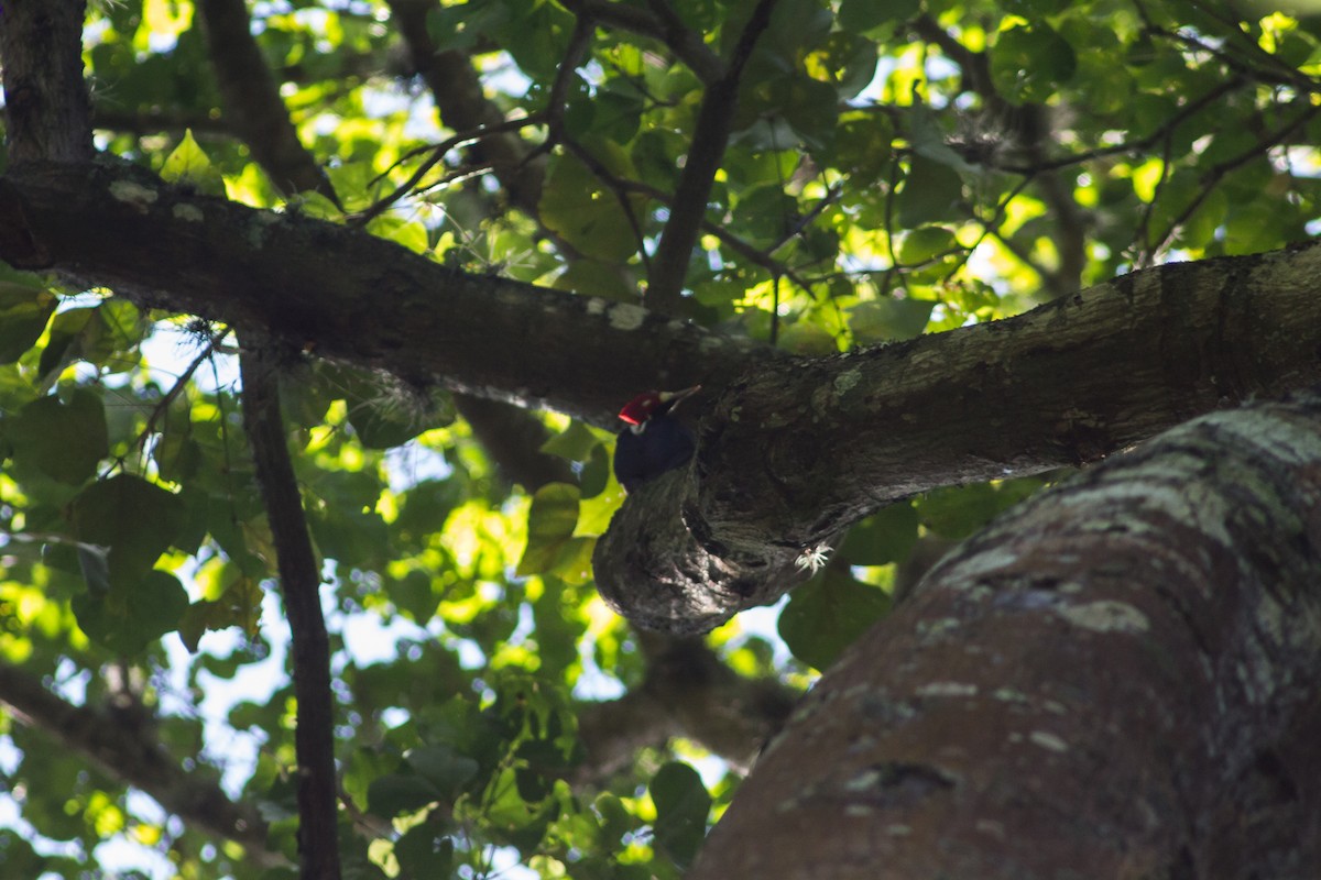 Crimson-crested Woodpecker - Maickerson Campos García