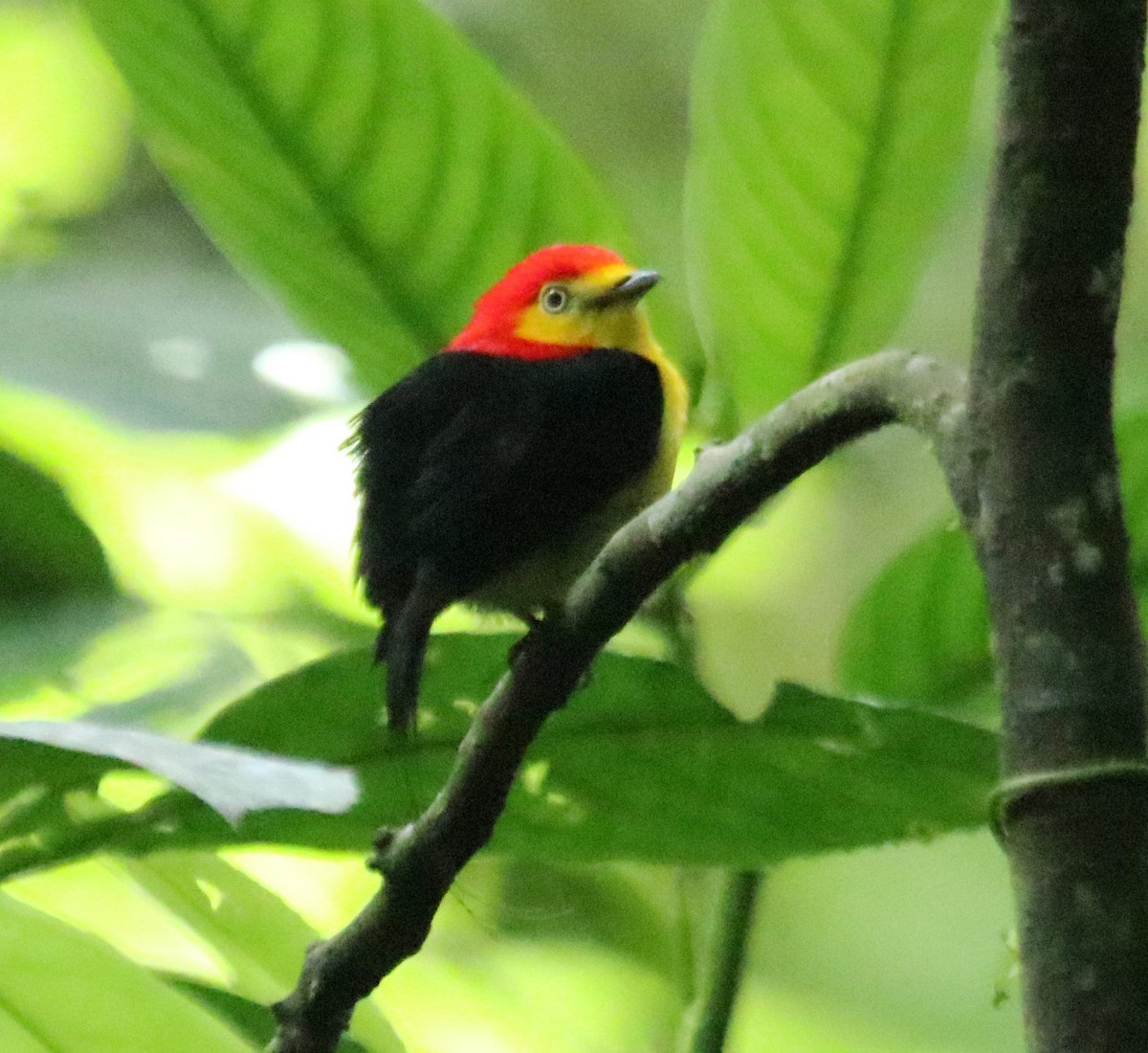 Wire-tailed Manakin - Tracy McLellan