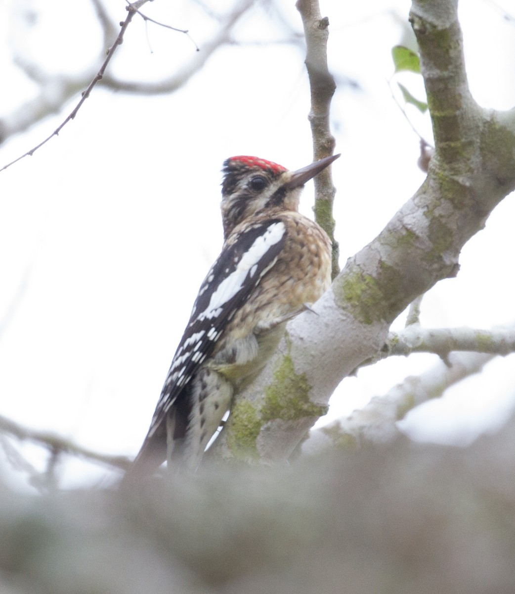 Yellow-bellied Sapsucker - Don Coons