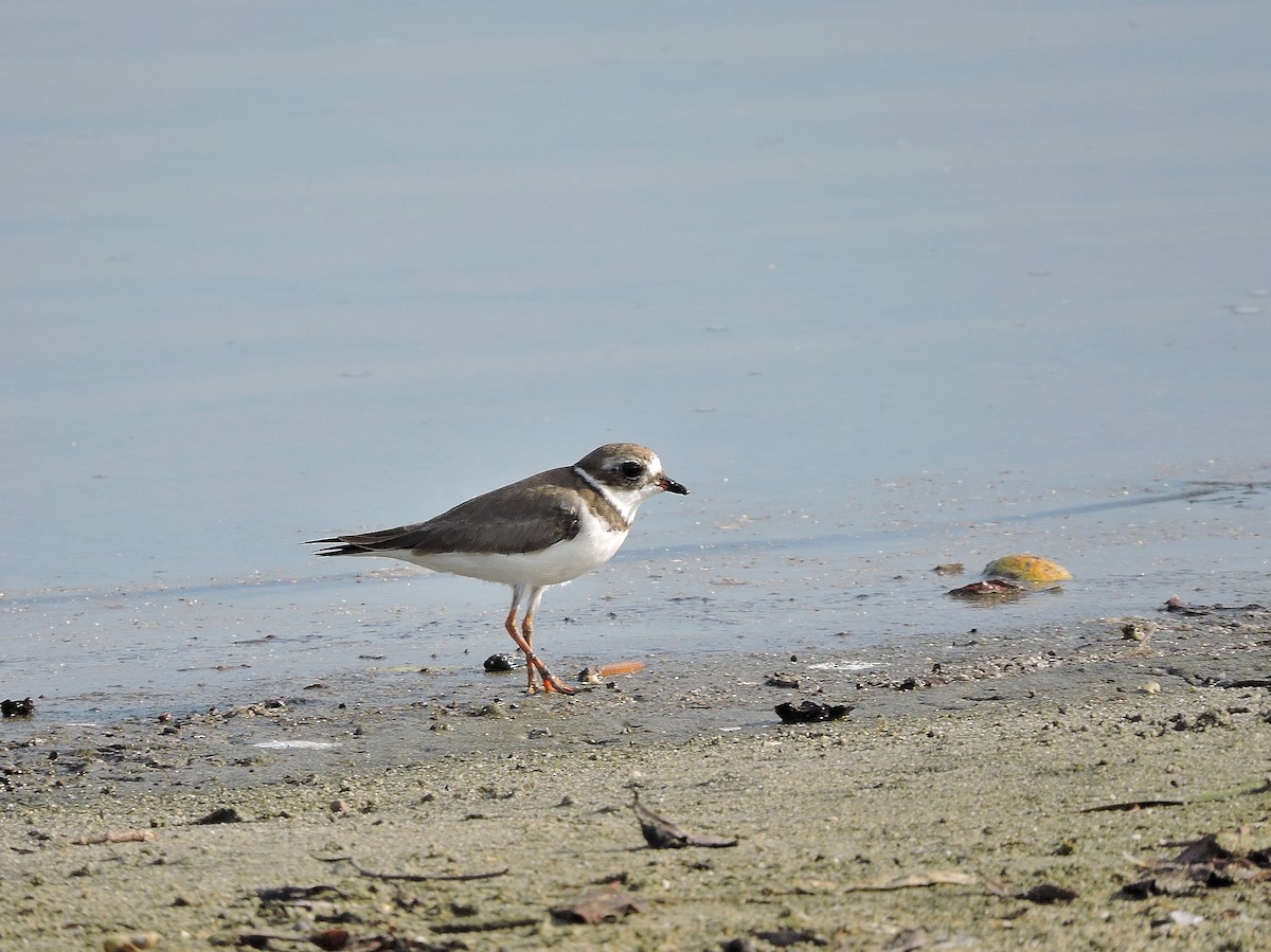 Semipalmated Plover - ML136834421