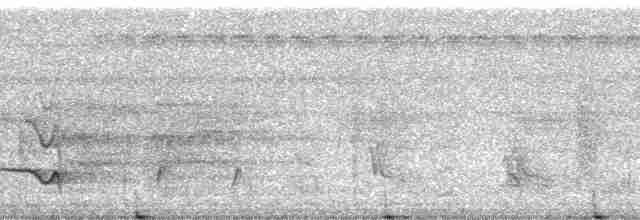 Bluish-slate Antshrike - ML13684