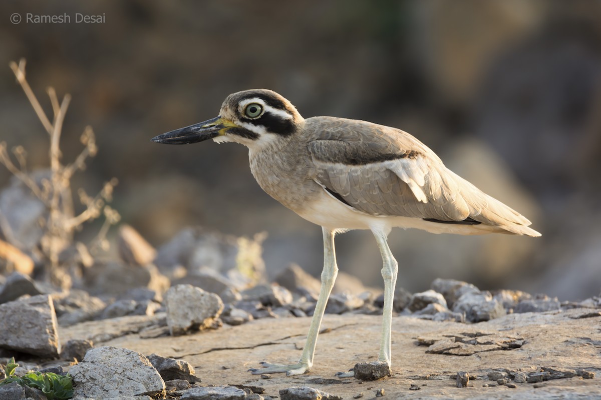 Great Thick-knee - ML136841541