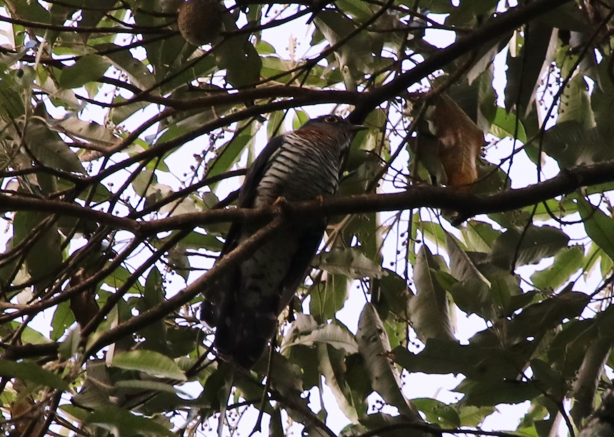 Red-chested Cuckoo - ML136846221