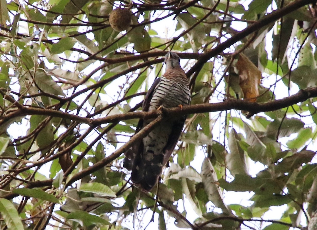 Red-chested Cuckoo - ML136846231