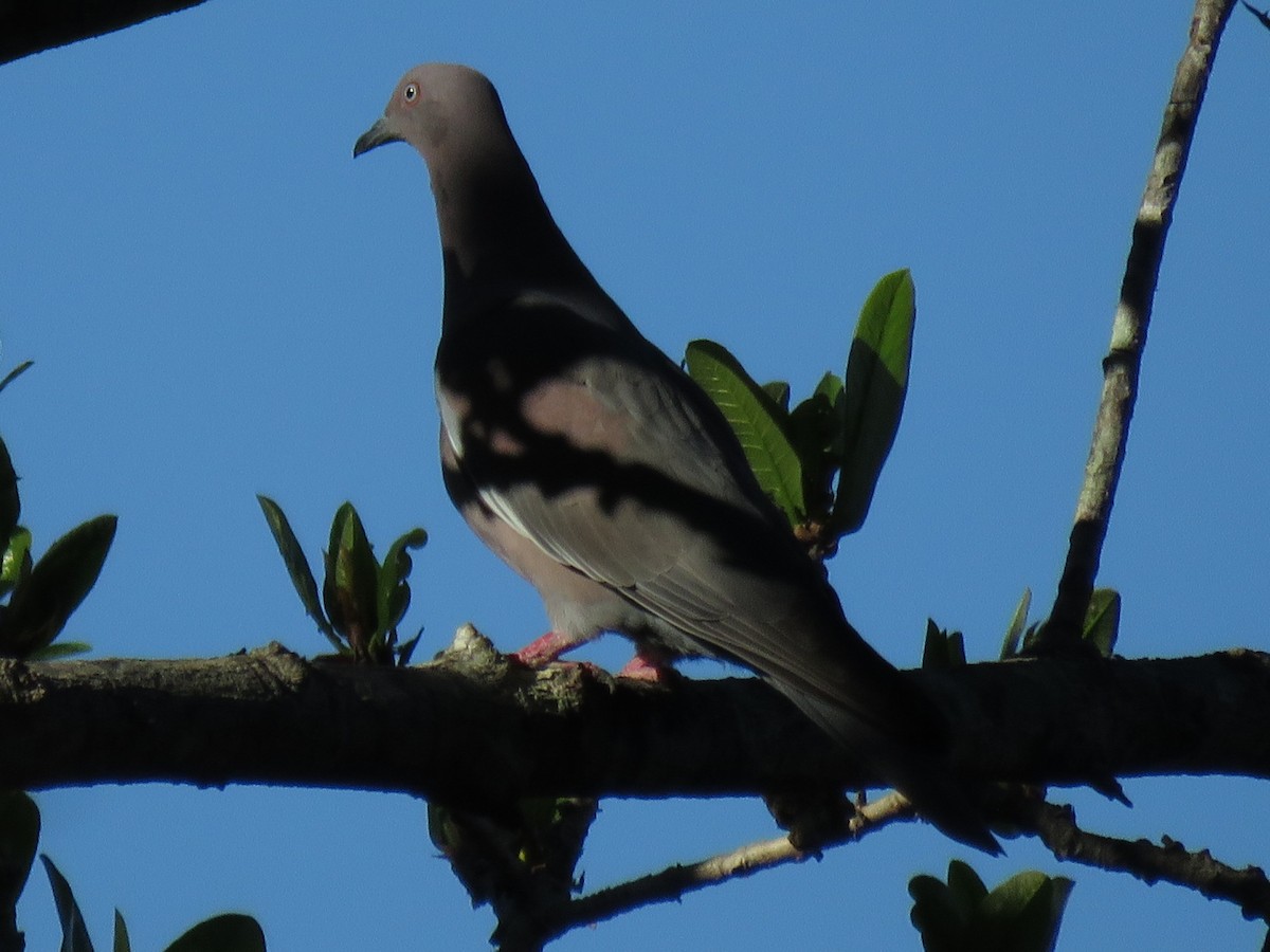 Plain Pigeon - Kent Fiala