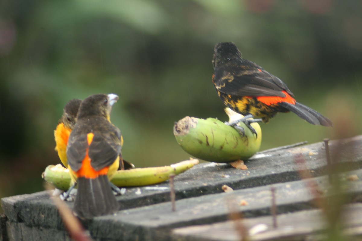 Flame-rumped Tanager - ML136846641