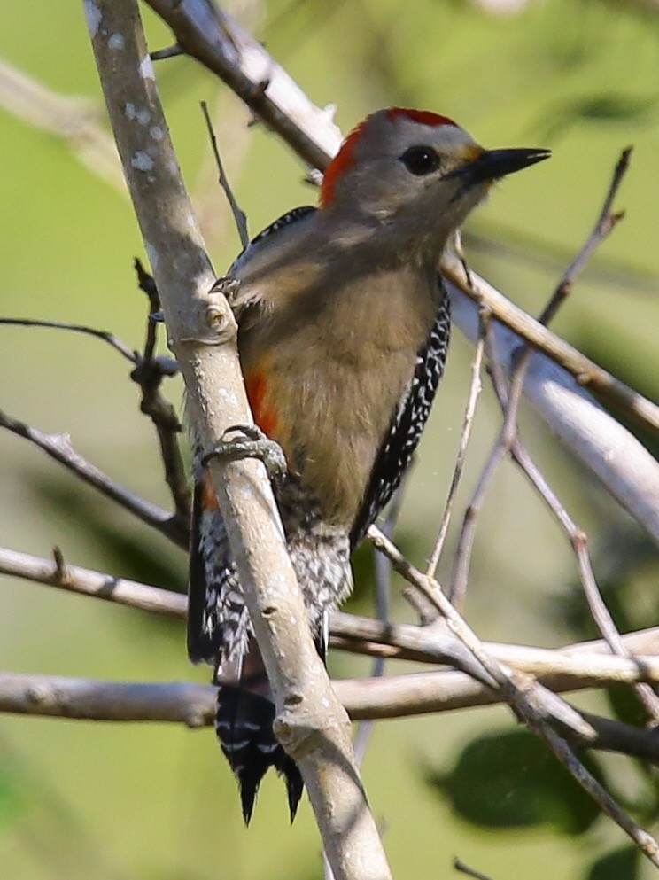 Yucatan Woodpecker - Anonymous
