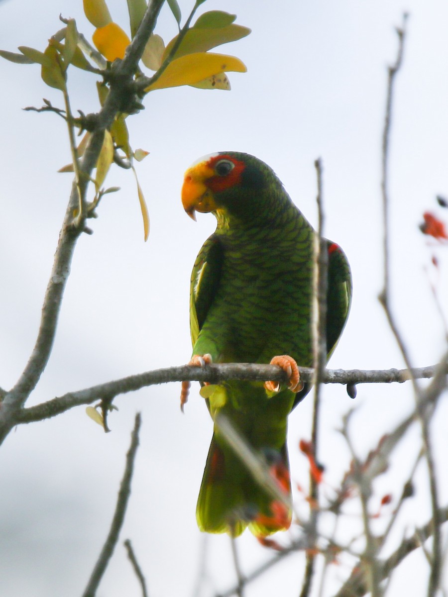 Yellow-lored Parrot - Anonymous