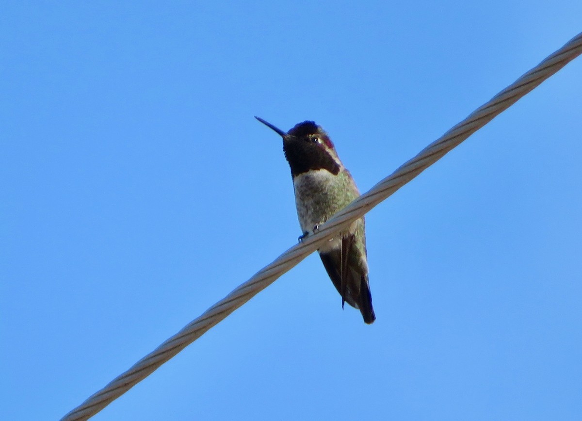 Anna's Hummingbird - ML136848911