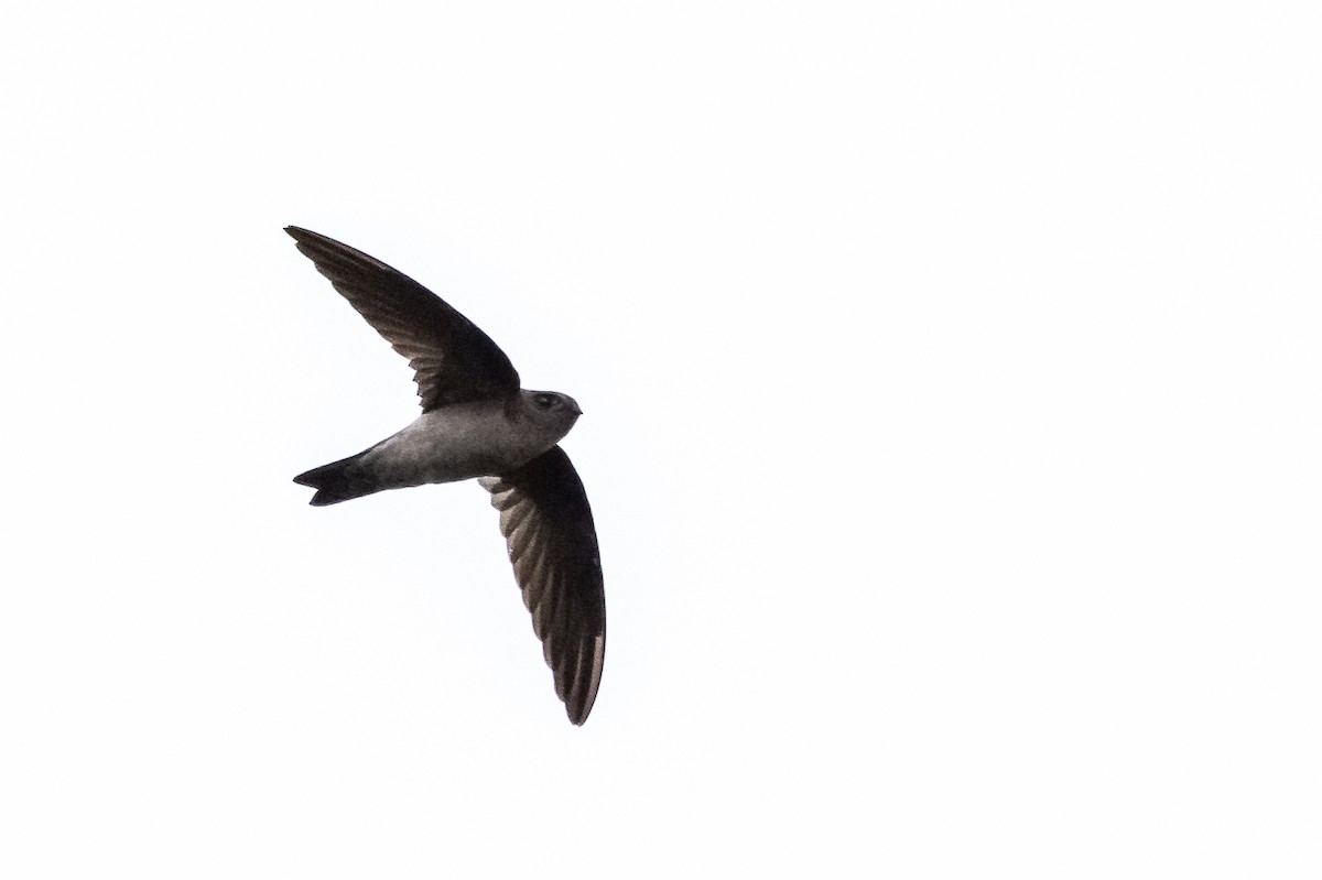 White-nest Swiftlet - Balaji P B