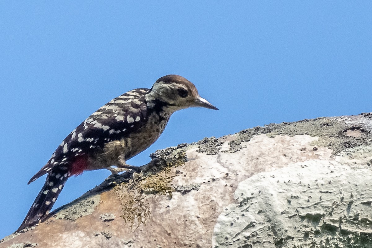 Freckle-breasted Woodpecker - ML136852601