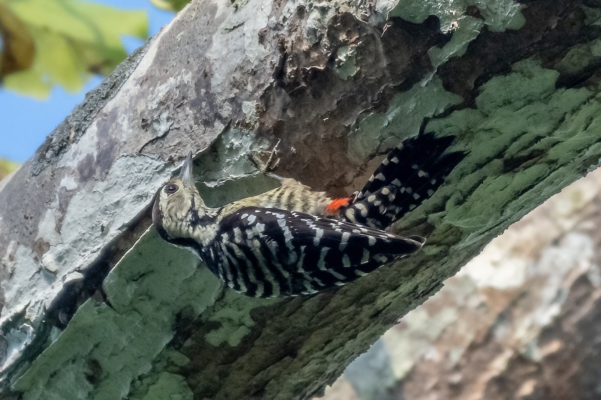 Freckle-breasted Woodpecker - ML136852611