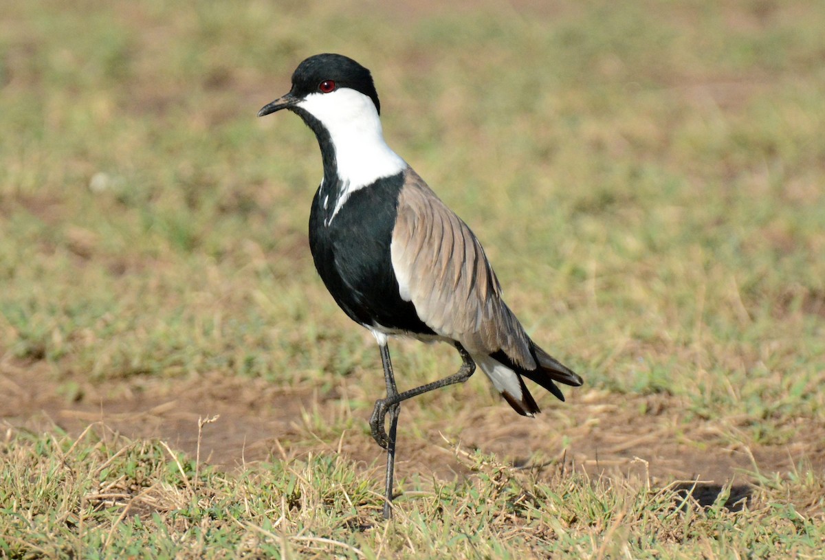 Spur-winged Lapwing - ML136853681